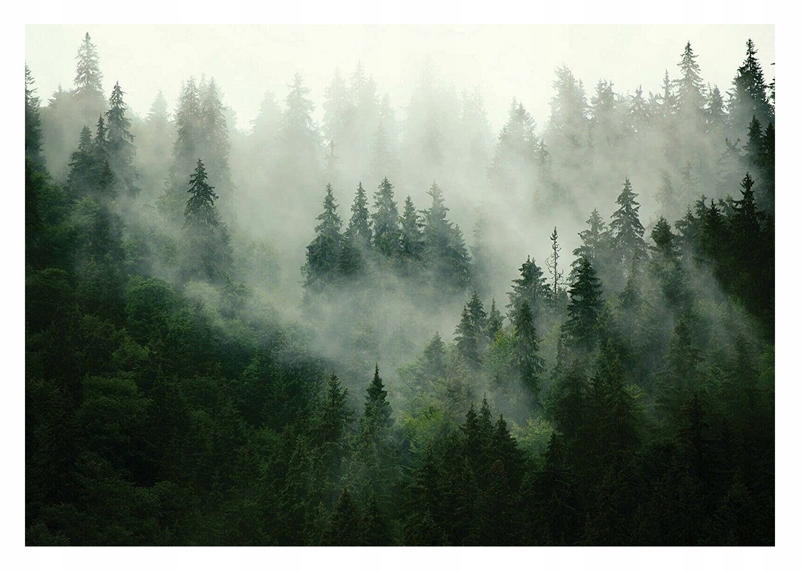 Fototapeta LES V hmle, stromy, výhľad na hory, 368x254